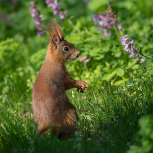 Bild-Nr: 11919118 Eichhörnchen im Frühling Erstellt von: luxpediation