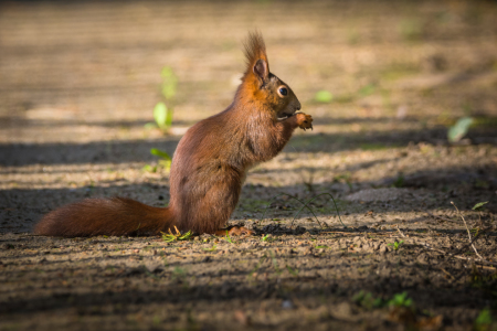 Bild-Nr: 11919271 Eichhörnchen im Profil Erstellt von: luxpediation