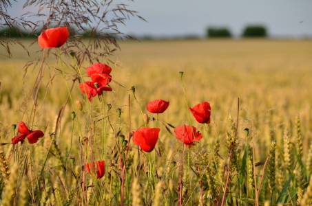 Bild-Nr: 11919393 Mohnblumen am Feldrand Erstellt von: Jörg  Boeck