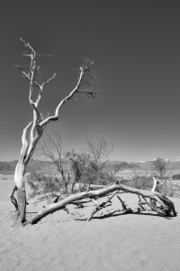 Bild-Nr: 11919919 Death Valley Tree Erstellt von: TomKli
