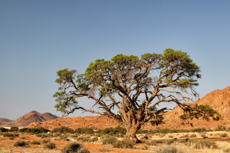 Bild-Nr: 11919984 Baum in der Wüste Erstellt von: DirkR