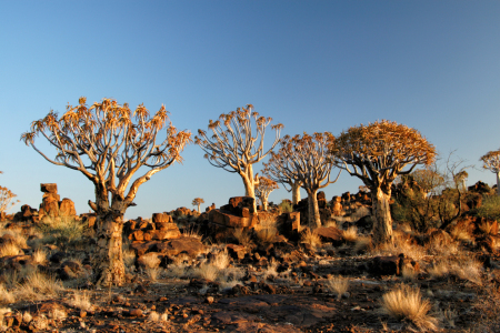 Bild-Nr: 11920205 Köcherbäume in Namibia Erstellt von: DirkR