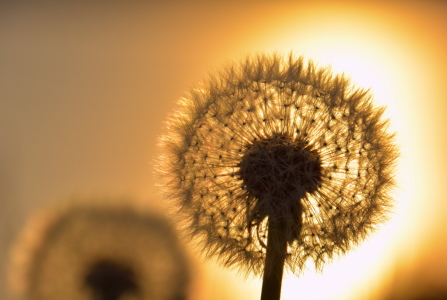 Bild-Nr: 11920516 Dandelion Erstellt von: GUGIGEI