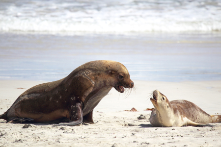 Bild-Nr: 11920906 Australische Seelöwen auf Kangaroo Island Erstellt von: DirkR