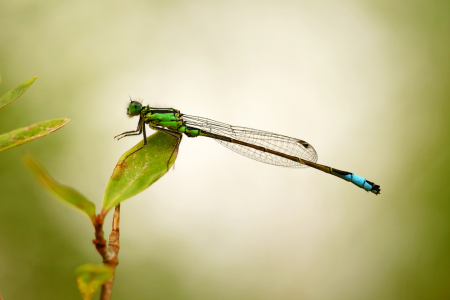 Bild-Nr: 11921083 Libelle im Grünem Erstellt von: Ostfriese