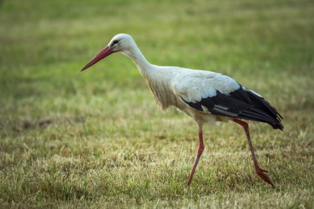 Bild-Nr: 11921136 Storch und Wiese im Frühling Erstellt von: luxpediation