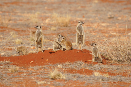 Bild-Nr: 11921190 Erdmännchen in der Kalahari Erstellt von: DirkR