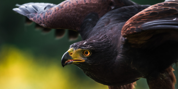 Bild-Nr: 11921195 Wüstenbussard - Parabuteo unicinctus Erstellt von: Richard-Young