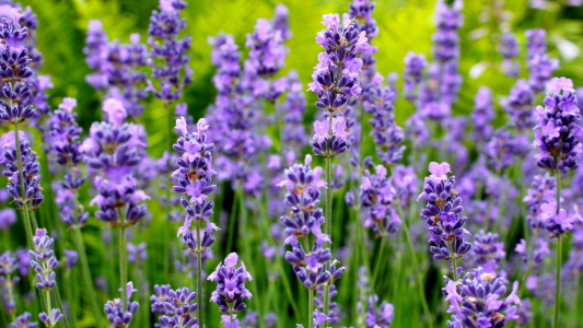 Bild-Nr: 11921607 Lavendel Erstellt von: Ostseestrand