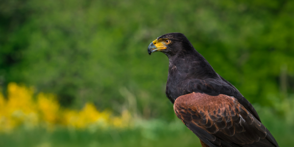 Bild-Nr: 11921831 Wüstenbussard - Parabuteo unicinctus Erstellt von: Richard-Young