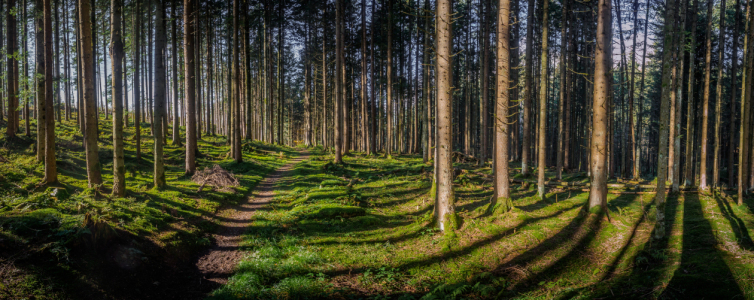 Bild-Nr: 11922495 Waldspaziergang Erstellt von: landfotograf