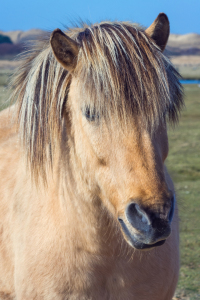 Bild-Nr: 11924004 Haflinger Erstellt von: Angela  Dölling