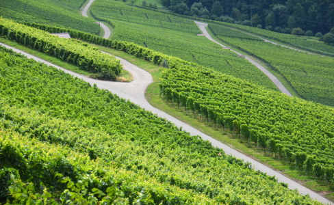 Bild-Nr: 11924023 Sommer in den Weinbergen Erstellt von: GUGIGEI