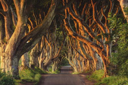 Bild-Nr: 11924632 Irland - The Dark Hedges Erstellt von: Jean Claude Castor