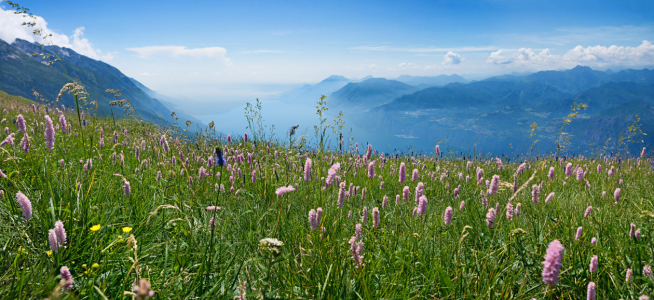 Bild-Nr: 11925350 Monte Baldo Blumenwiese Erstellt von: SusaZoom