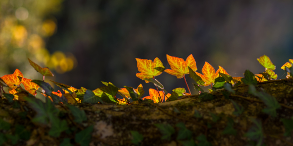 Bild-Nr: 11925355 Herbst Erstellt von: Richard-Young