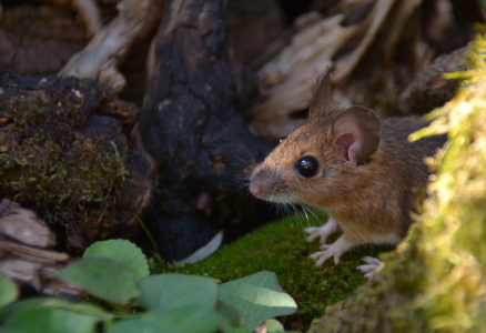 Bild-Nr: 11925442 Die Hausmaus Erstellt von: GUGIGEI