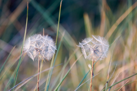 Bild-Nr: 11925864 Pusteblume Erstellt von: Sandra