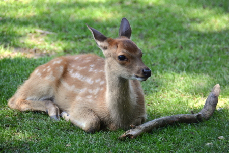 Bild-Nr: 11925894 Bambi Erstellt von: GUGIGEI