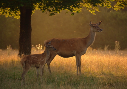 Bild-Nr: 11925918 Am Abend - meine Mama und ich Erstellt von: GUGIGEI