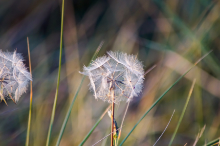 Bild-Nr: 11926479 Pusteblume Erstellt von: Sandra