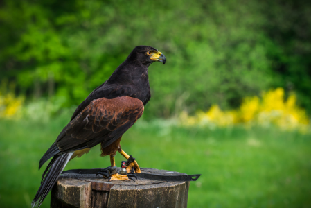 Bild-Nr: 11926601 Wüstenbussard - Parabuteo unicinctus Erstellt von: Richard-Young