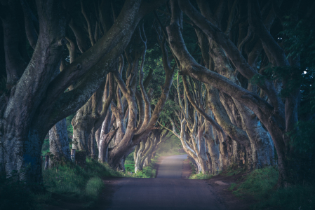 Bild-Nr: 11926835 Irland - The Dark Hedges Erstellt von: Jean Claude Castor