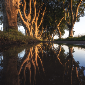 Bild-Nr: 11926843 Irland - The Dark Hedges Mirror Erstellt von: Jean Claude Castor