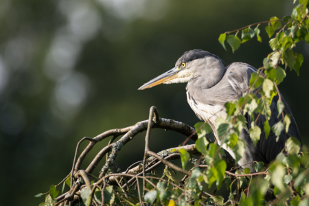 Bild-Nr: 11926844 Auf dem Beobachtungsposten - Vogel Erstellt von: luxpediation