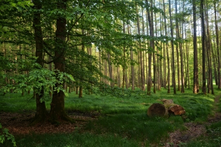 Bild-Nr: 11927214 Morgens im Wald Erstellt von: Claudia Evans