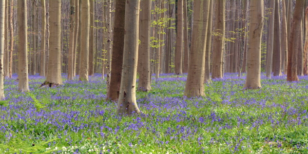 Bild-Nr: 11927426 Hallerbos Erstellt von: GUGIGEI