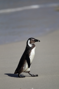 Bild-Nr: 11927546 Brillenpinguin in Südafrika Erstellt von: DirkR