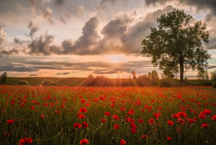 Bild-Nr: 11927738 Sonnenuntergang im Mohnblumenfeld Erstellt von: StefanPrech
