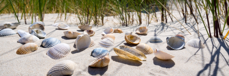 Bild-Nr: 11927839 Muscheln Erstellt von: Reiner Würz