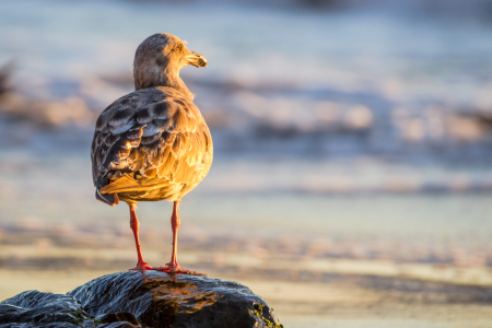 Bild-Nr: 11928031 Möwe am Strand in San Francisco Erstellt von: DirkR