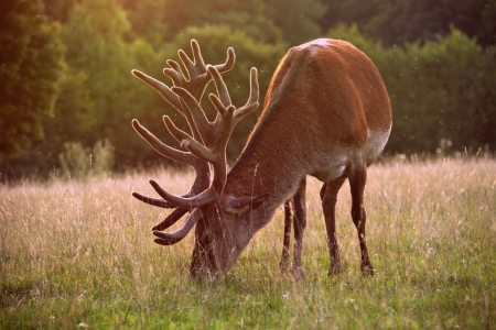 Bild-Nr: 11928121 Hirsch im Abendlicht Erstellt von: GUGIGEI