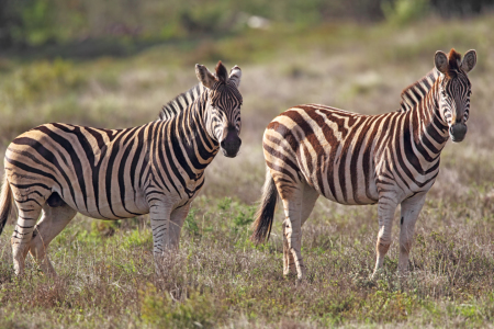 Bild-Nr: 11928194 Zwei Zebras Erstellt von: DirkR