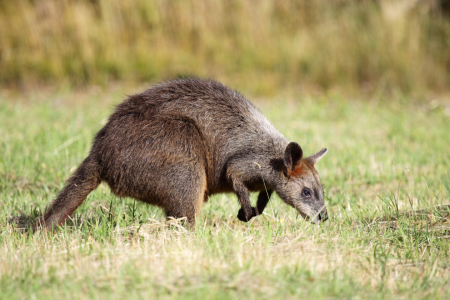 Bild-Nr: 11928346 Sumpfwallaby auf Phillip Island Erstellt von: DirkR