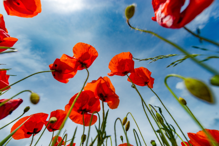 Bild-Nr: 11928578 Klatschmohn-01 Erstellt von: agoebels