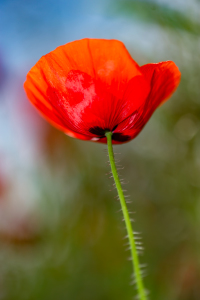 Bild-Nr: 11928579 Klatschmohn-02 Erstellt von: agoebels