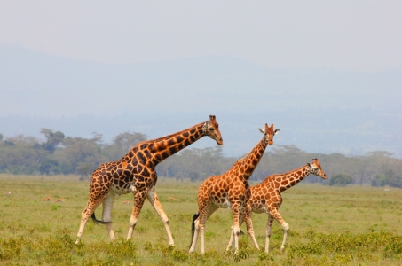 Bild-Nr: 11928592 Giraffenfamilie Erstellt von: det-mil