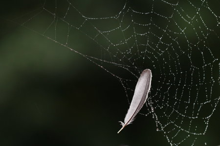 Bild-Nr: 11928639 Feder im Spinnennetz Erstellt von: Heike Hultsch