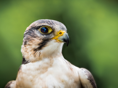 Bild-Nr: 11928864 Wanderfalke Erstellt von: Richard-Young