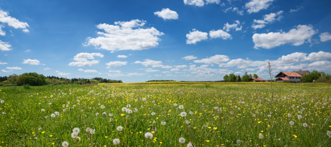 Bild-Nr: 11929700 Sommerwiese mit Löwenzahn Erstellt von: SusaZoom