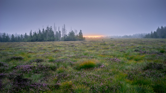 Bild-Nr: 11930093 Oberharzer Moor Erstellt von: Steffen Henze