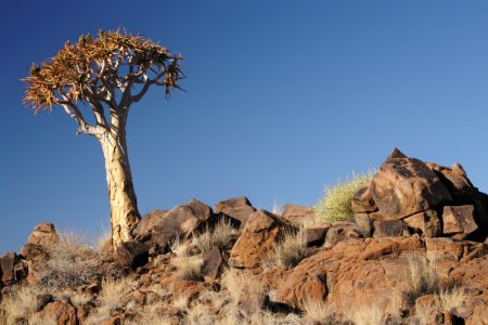 Bild-Nr: 11930249 Köcherbaum in Namibia Erstellt von: DirkR