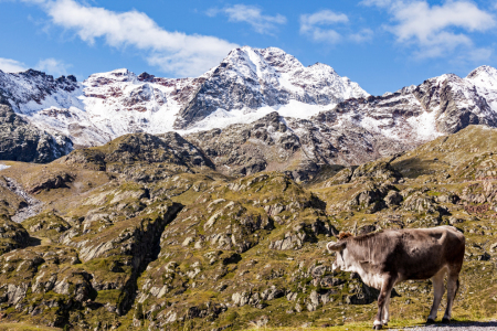 Bild-Nr: 11930290 Bergwelt Alpen Tirol Kuh Gletscher Alm Felsen Erstellt von: wompus