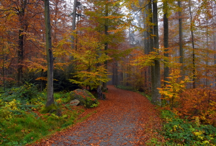 Bild-Nr: 11930503 Weg im Herbstwald Erstellt von: GUGIGEI