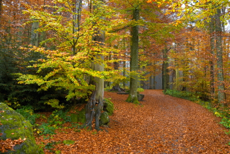 Bild-Nr: 11930504 Weg im Herbstwald Erstellt von: GUGIGEI