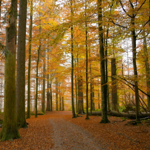 Bild-Nr: 11930505 Weg im Herbstwald Erstellt von: GUGIGEI